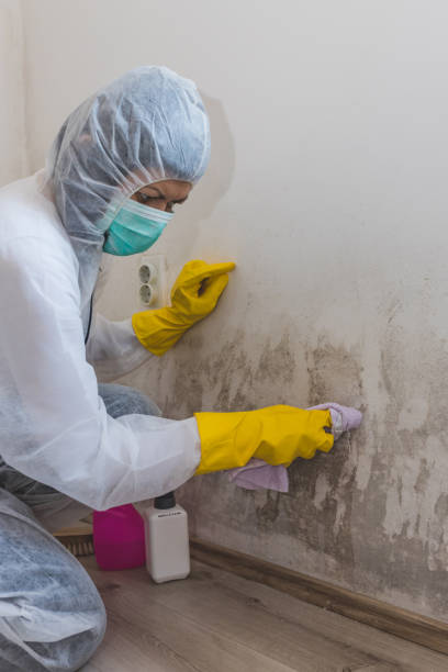 Best Mold Odor Removal Services  in Oronoco, MN