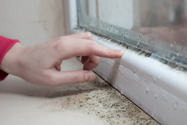 Best Commercial Mold Inspection  in Oronoco, MN
